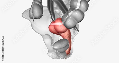 фотографія The last two sections of the large intestine are the sigmoid colon and rectum