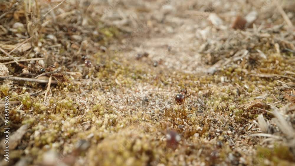 A colony of ants tirelessly carries dry vegetation through the grassy path towards their anthill. Dolly slider extreme close-up. A colony of ants tirelessly carries dry vegetation through the grassy path towards their anthill. Dolly slider extreme close-up.
