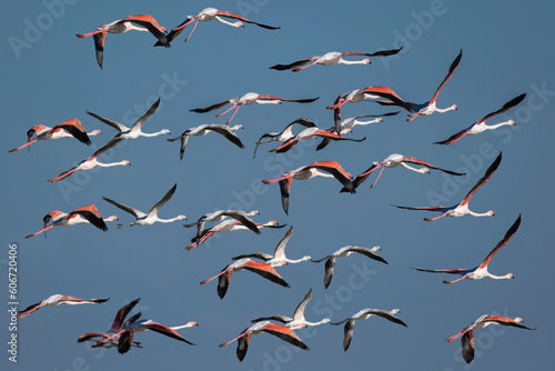 group of flamingos in flight