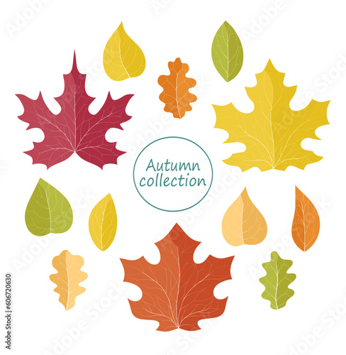 Set of different colorful autumn leaves