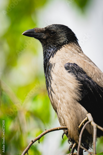 Beautiful portrait of a crow