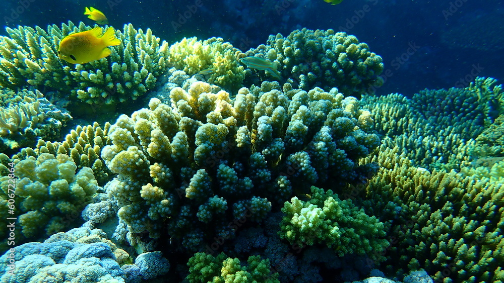 Stony coral rasp coral, or cauliflower coral, knob-horned coral (Pocillopora verrucosa) undersea, Red Sea, Egypt, Sharm El Sheikh, Nabq Bay