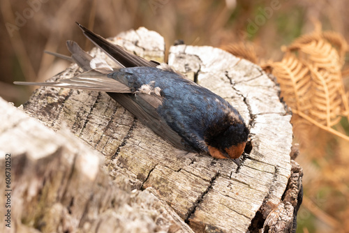A dead australian welcome swallow (Hirundo neoxena) lying on top of a tree stump