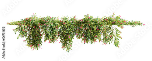 Group of Grevillea Poorinda creeper plant, isolated on white background. 3D render. photo