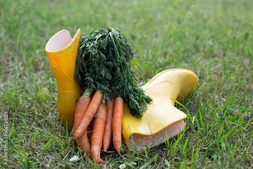 Summer harvest of carrots, freshly picked carrots on green grass