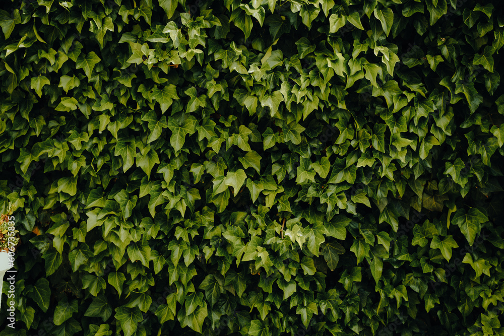 Obraz premium Photo of green leaves wall texture background with nice pattern. Clean environment. Organic natural background.