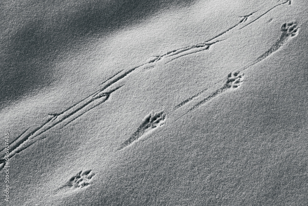 Spuren von Wildtieren im Schnee - obrazy, fototapety, plakaty 