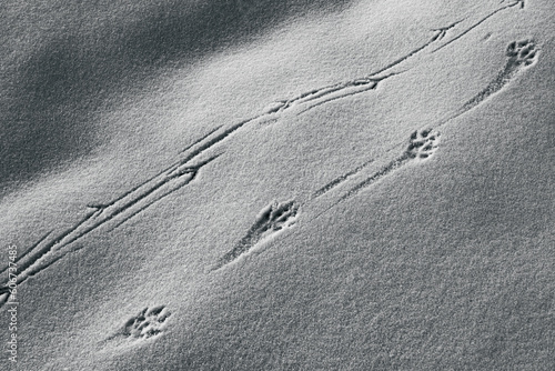 Spuren von Wildtieren im Schnee photo