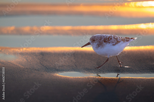 Bécasseau sanderling