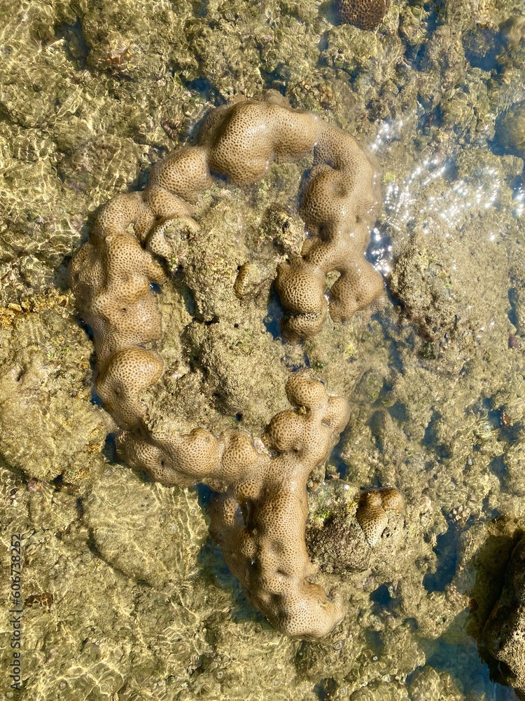 Fototapeta premium Corals exposed at low tide.