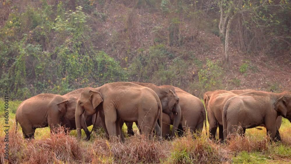 Herd of elephants walking in early morning light Herd of elephants walking in early morning light