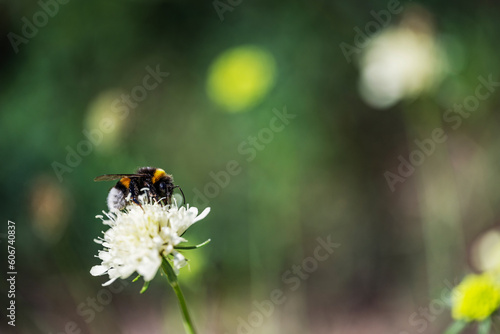 A bumblebee sits on a white flower and collects nectar. © Юрій Абросімов