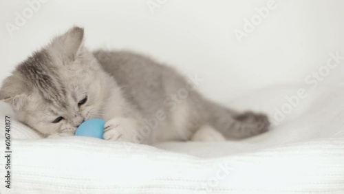 cute gray kitten playing with a ball photo