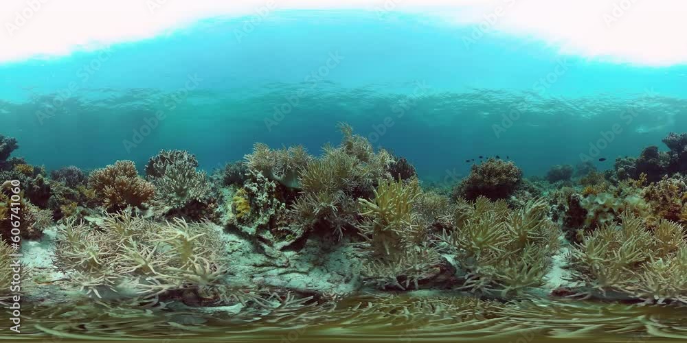 Underwater sea fish. Tropical fishes and coral reef underwater. Philippines. Virtual Reality 360. Underwater sea fish. Tropical fishes and coral reef underwater. Philippines. Virtual Reality 360.