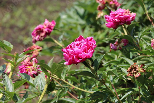 Wallpaper Mural 薔薇 Torontodigital.ca