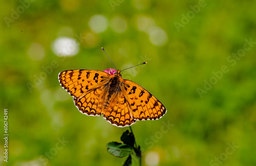 Obraz na płótnie Algerian Iparkhan butterfly (Melitaea ornata) on plant w salonie