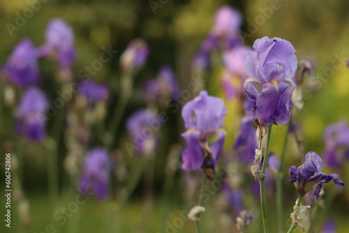 fiori blu di iris