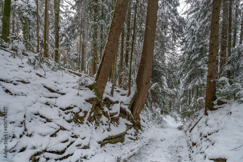 Schneebedeckter Fahrweg durch den Wald