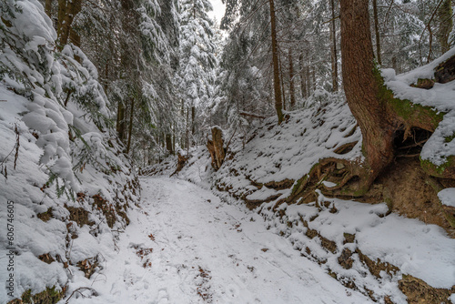 Vereiste Baumwurzeln im verschneiten Wald