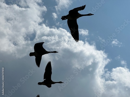 silhouette of geese flying overhead 