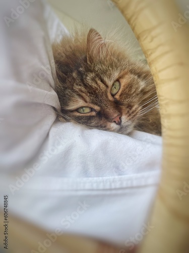 Adorable long haired cat face lying on a pillow, siberian breed of pet 