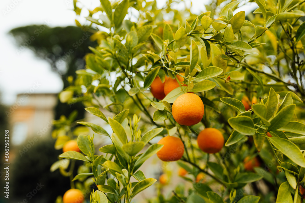 Ripe juicy sweet orange mandarins on a tree in the mandarin orchard. Selective focus. Tangerine sunny garden with green leaves and ripe fruits. Natural outdoor food background