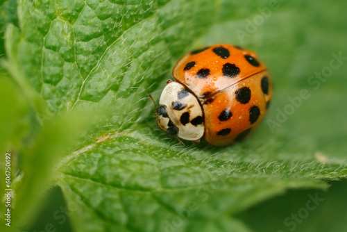 Ladybug sitting on leaf warm spring day on a leaf insect beetle