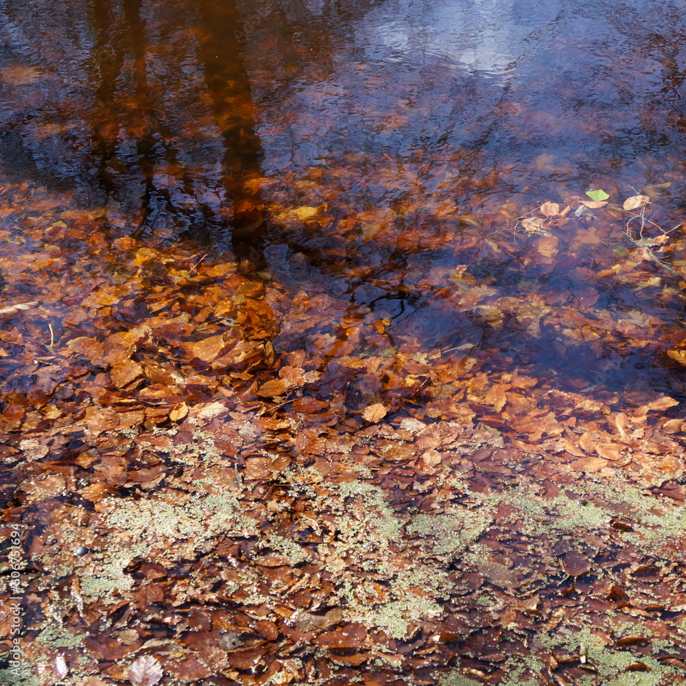 Brown leaves in pond Brown leaves in pond