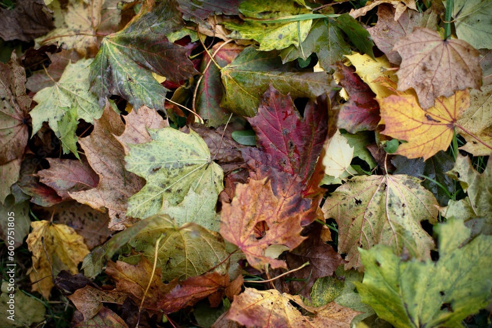 Closeup of beautiful fallen leaves Closeup of beautiful fallen leaves
