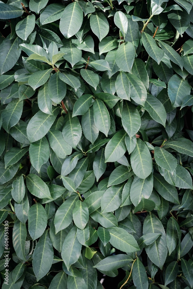 Vertical shot of fresh green leaves background Vertical shot of fresh green leaves background