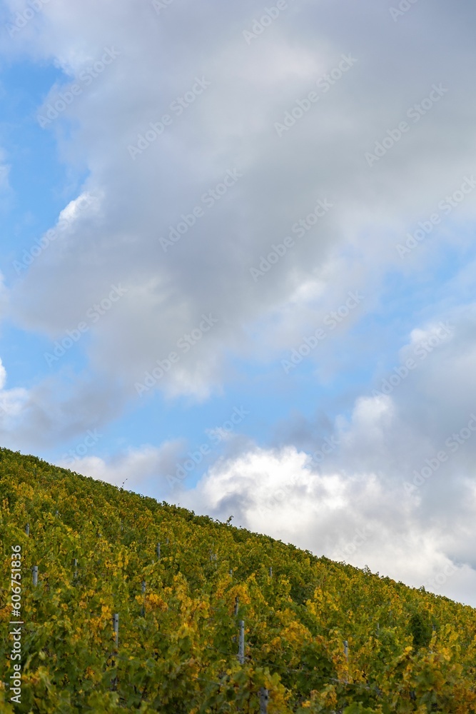 Vertical shot of a vineyard on a cloudy day Vertical shot of a vineyard on a cloudy day