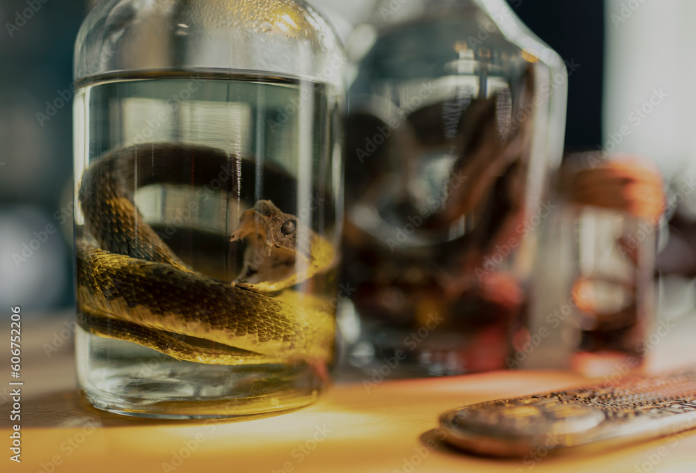 Specimen of snake preserved in solution formaldehyde on dark background