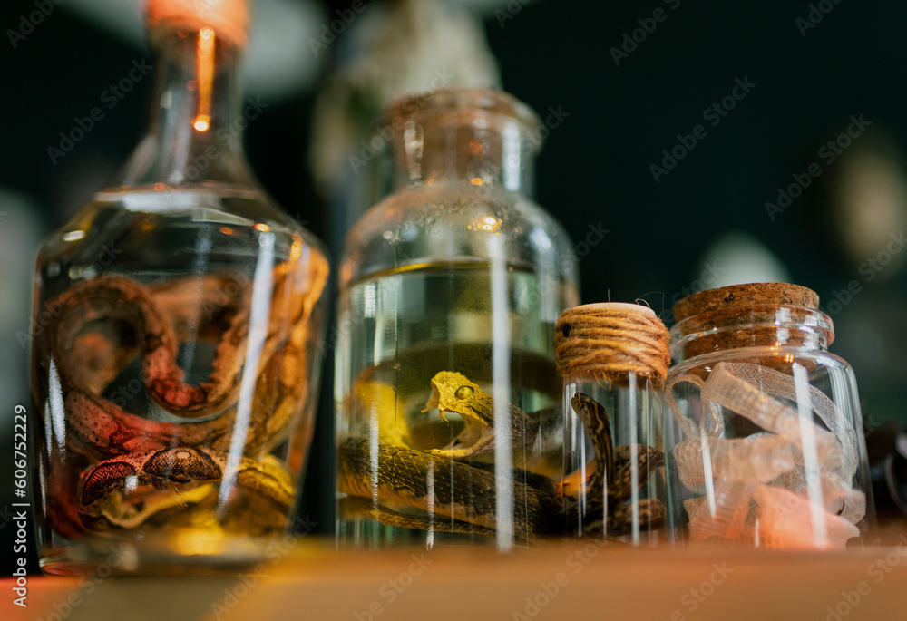 Specimen of snake preserved in solution formaldehyde on dark background