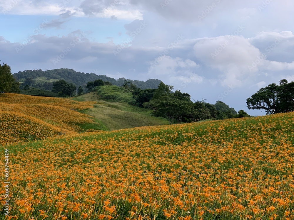 Daylily hilly field
