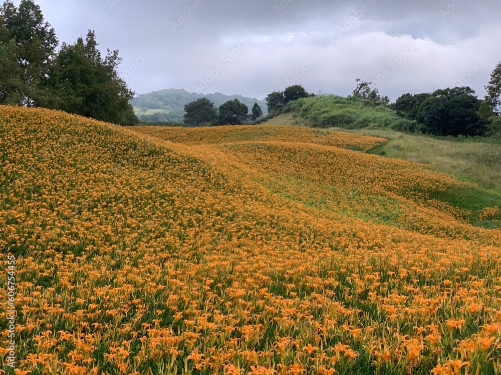 Daylily dense flower fields