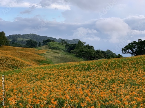 Daylily hilly field