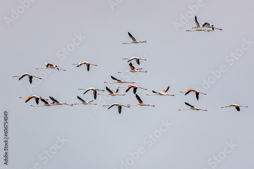 Flock of storks flying over sunlit clear sky background