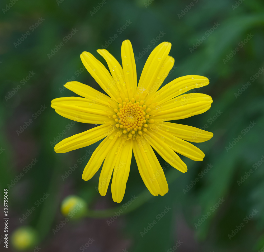 Beautiful close-up of an euryops pectinatus flower Beautiful close-up of an euryops pectinatus flower