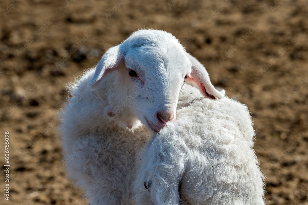 Naklejka premium newborn lamb
