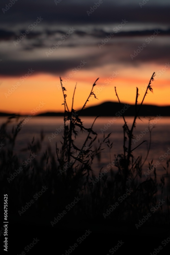 Vertical shot of plants with the sea and San Juan Islands in the background during sunset, Anacortes