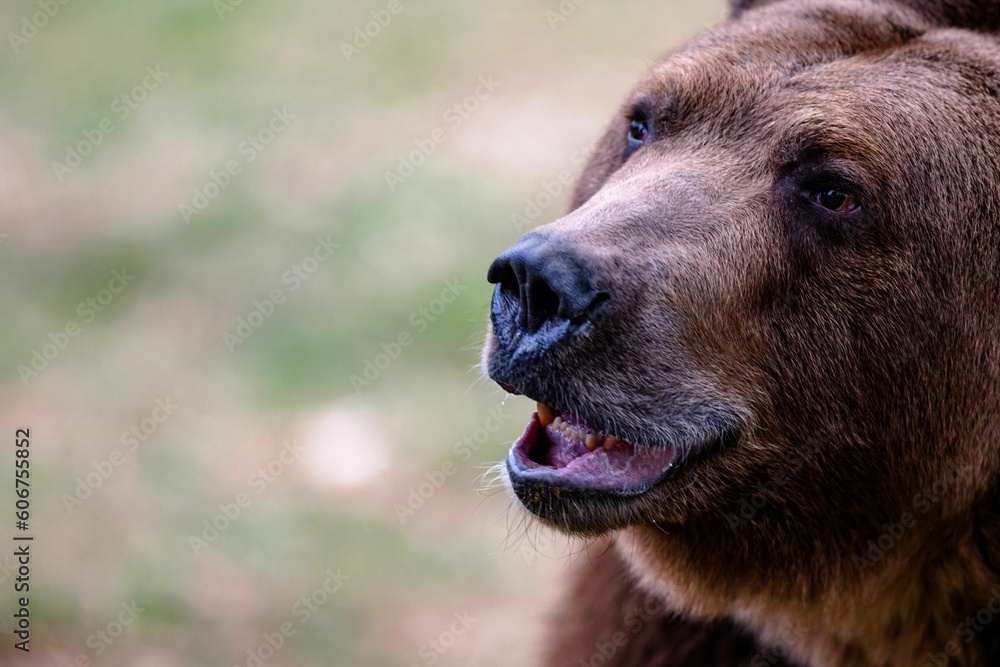 Closeup of brown bear head
