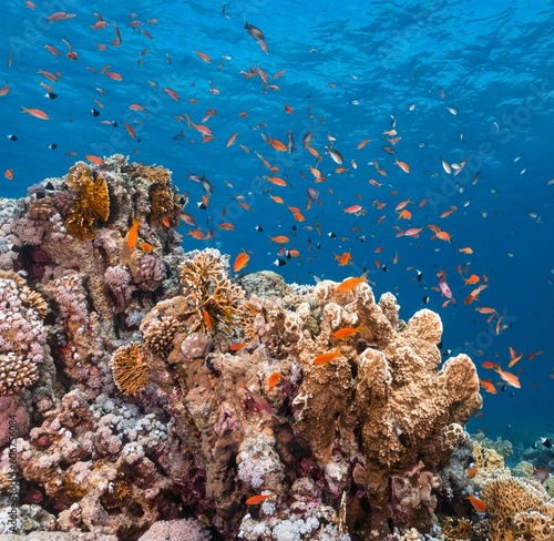 View beautiful fish swimming around corals under the sea