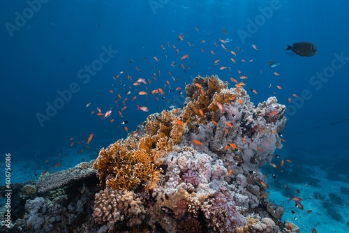 View beautiful fish swimming around corals under the sea
