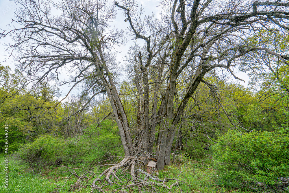 The beautiful Kasnak Meşesi is endemic tree and protected in the Pulley Oak Nature Conservation Area In Isparta The beautiful Kasnak Meşesi is endemic tree and protected in the Pulley Oak Nature Conservation Area In Isparta