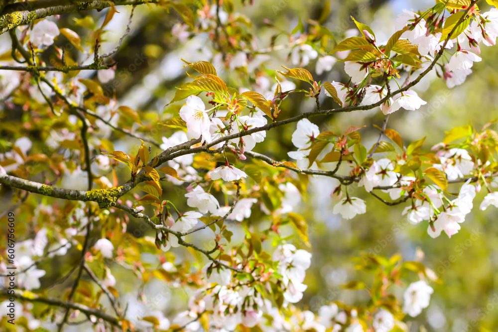 Sakura Cherry blossom. Wonderful flowering trees in spring park. Pink flowers. Floral background, banner, card. Nature photography. Sakura Cherry blossom. Wonderful flowering trees in spring park. Pink flowers. Floral background, banner, card. Nature photography.