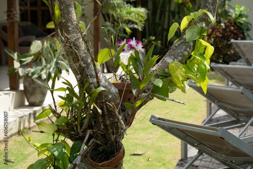 Orchid growing on a Tree