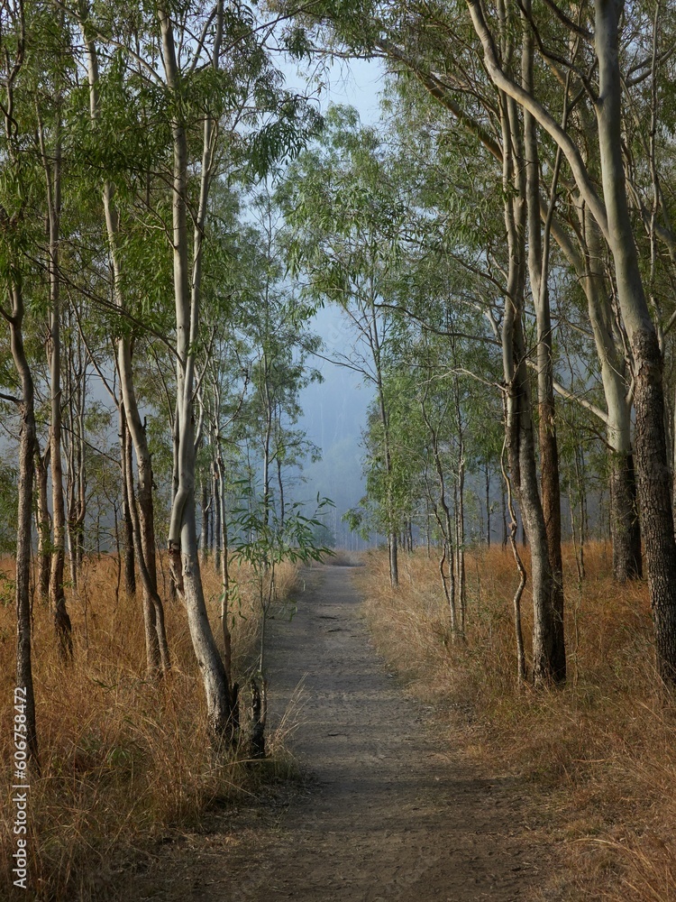 Vertical shot of a pathway at Cania Gorge National Park, Queensland Vertical shot of a pathway at Cania Gorge National Park, Queensland