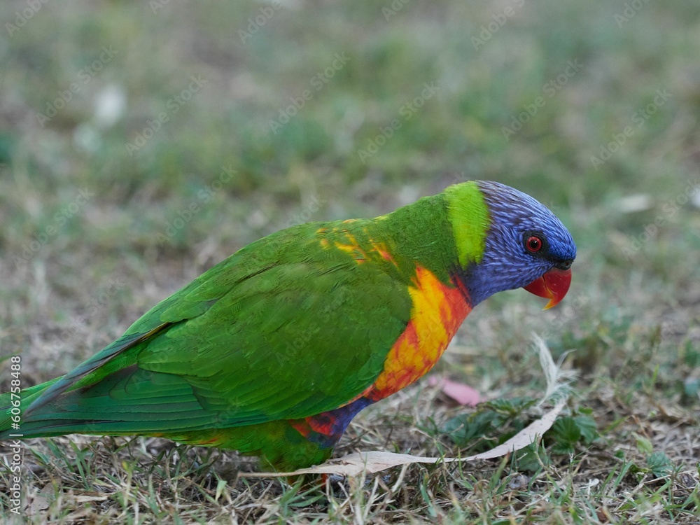 Closeup shot of a tropical colorful lorikeet bird on a field