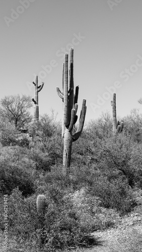 Vertical grayscale shot of beautiful cacti in a desert in Arizona, USA © William Clay/Wirestock Creators