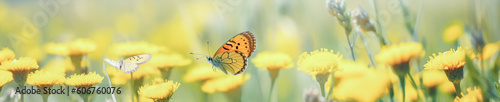 Multicolor butterfly sitting on a yellow flower